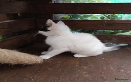 Turkish Van cats for sale: Turkish van mix maicoon  - Image 6