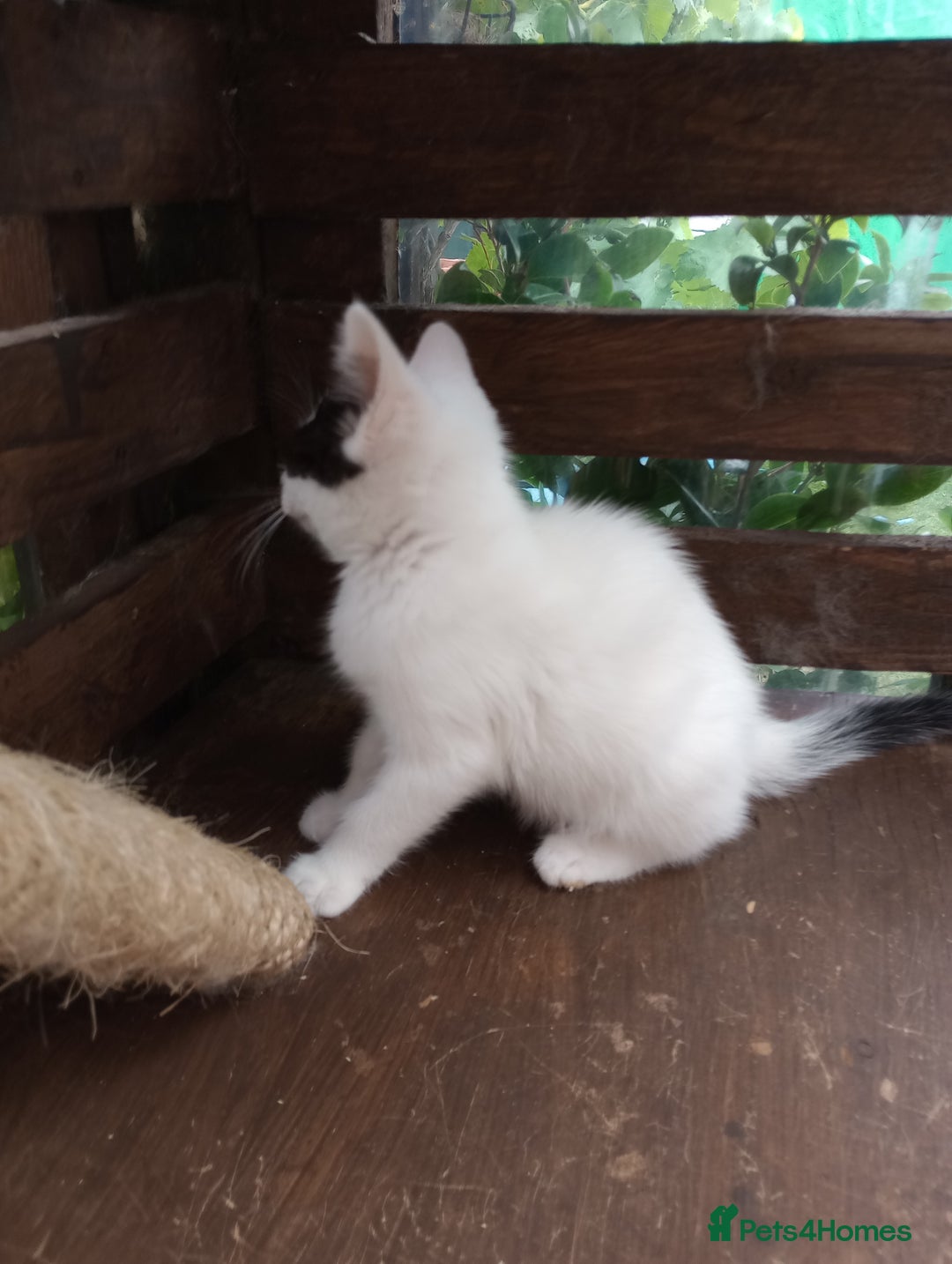 Turkish Van cats for sale: Turkish van mix maicoon  - Image 6