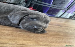 Labrador Retriever dogs for sale: Silver, Charcoal, Champagne Labrador Puppies  - Image 10