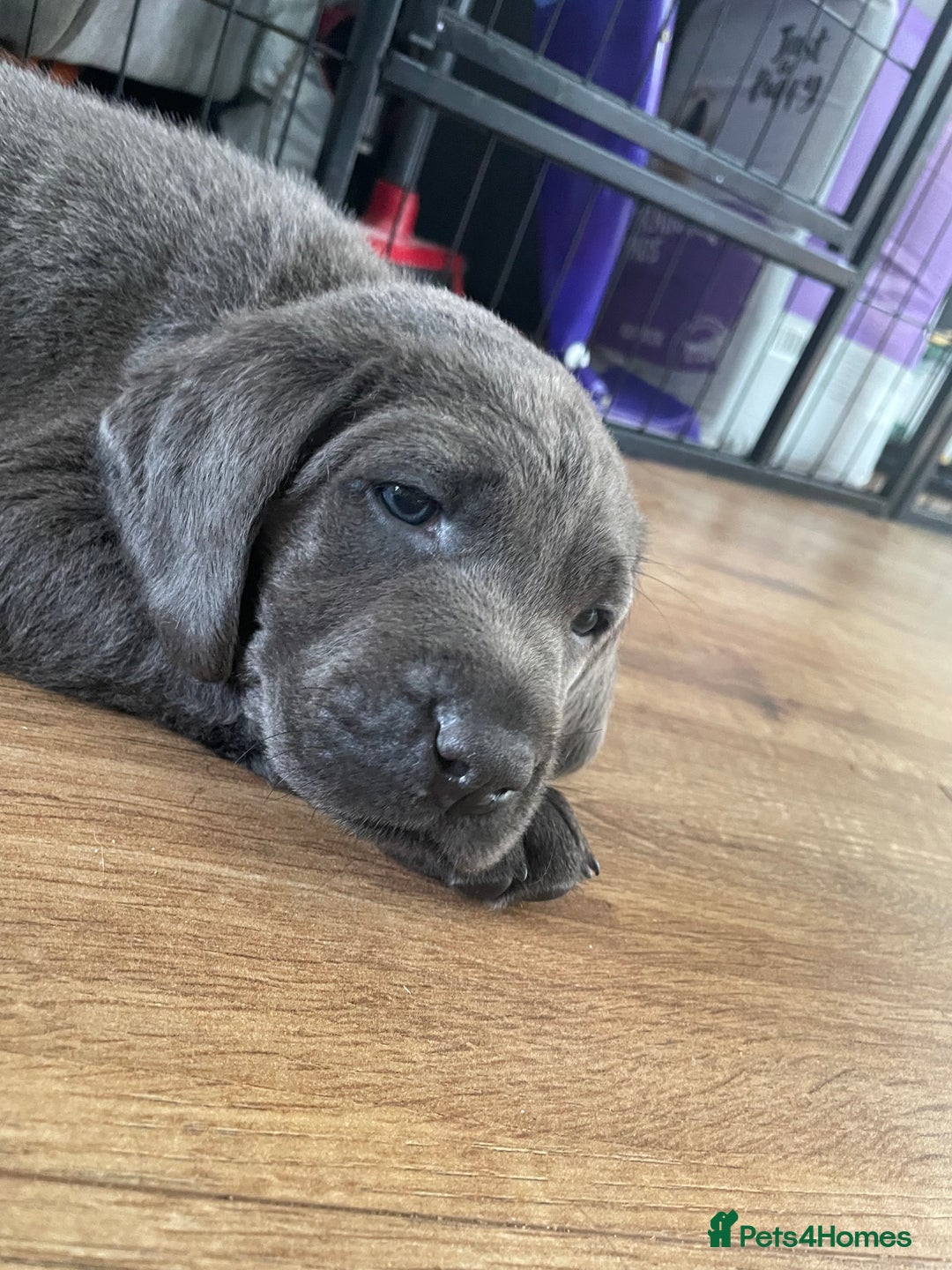 Labrador Retriever dogs for sale: Silver, Charcoal, Champagne Labrador Puppies  - Image 10