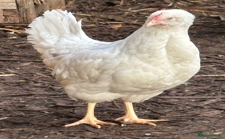 Chickens poultry - Advert 1