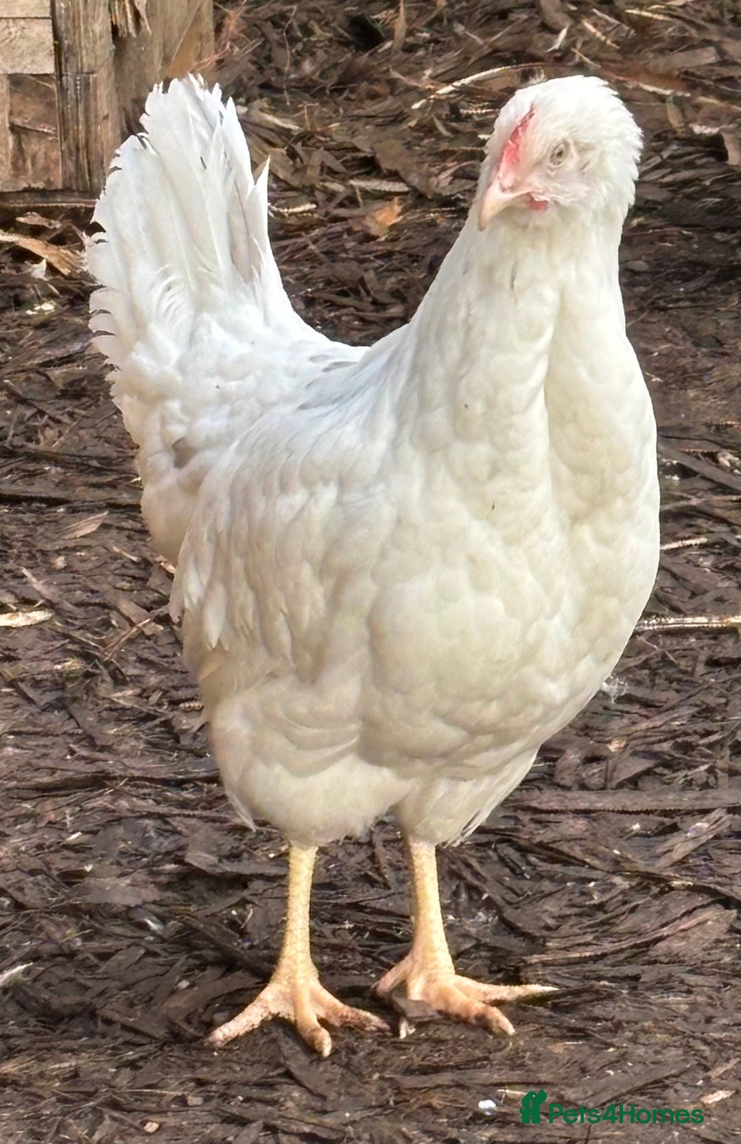 Chickens poultry for sale: Pol hybrid dark, blue and olive egg layers  - Image 1