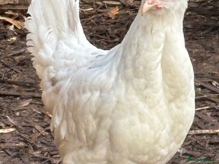 Chickens poultry Pol hybrid dark, blue and olive egg layers - Advert 18