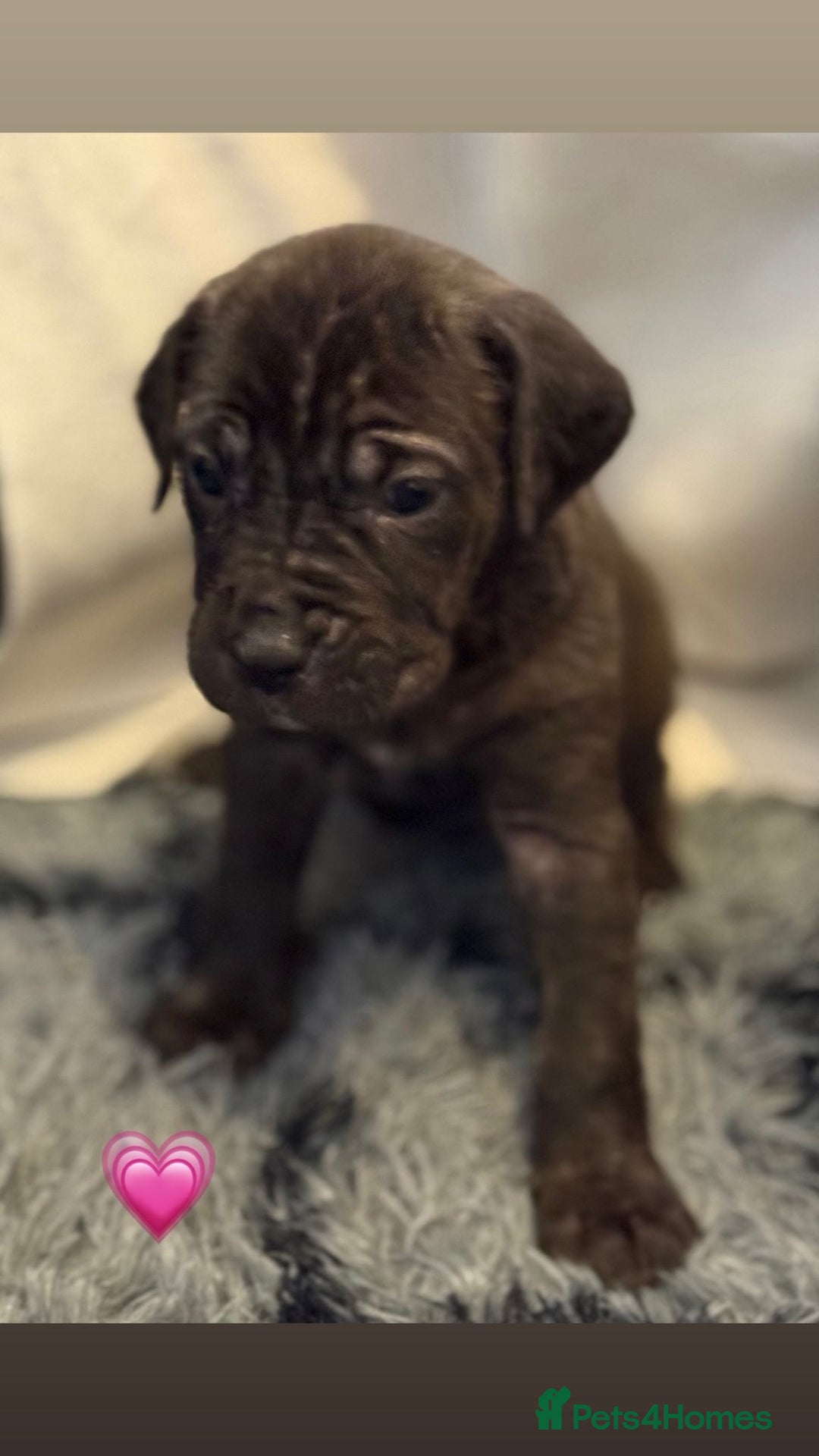 Cane Corso dogs for sale: Cane Corso puppies - Image 18