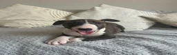 English Bull Terrier dogs for sale: English bull terrier puppies for sale - Advert 9