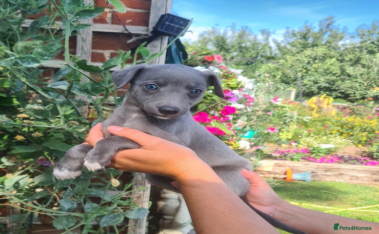 Whippet dogs - Advert 11