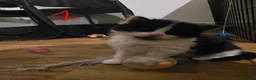 British Longhair cats for sale: Long haired kittens  in Waterlooville - Advert 15