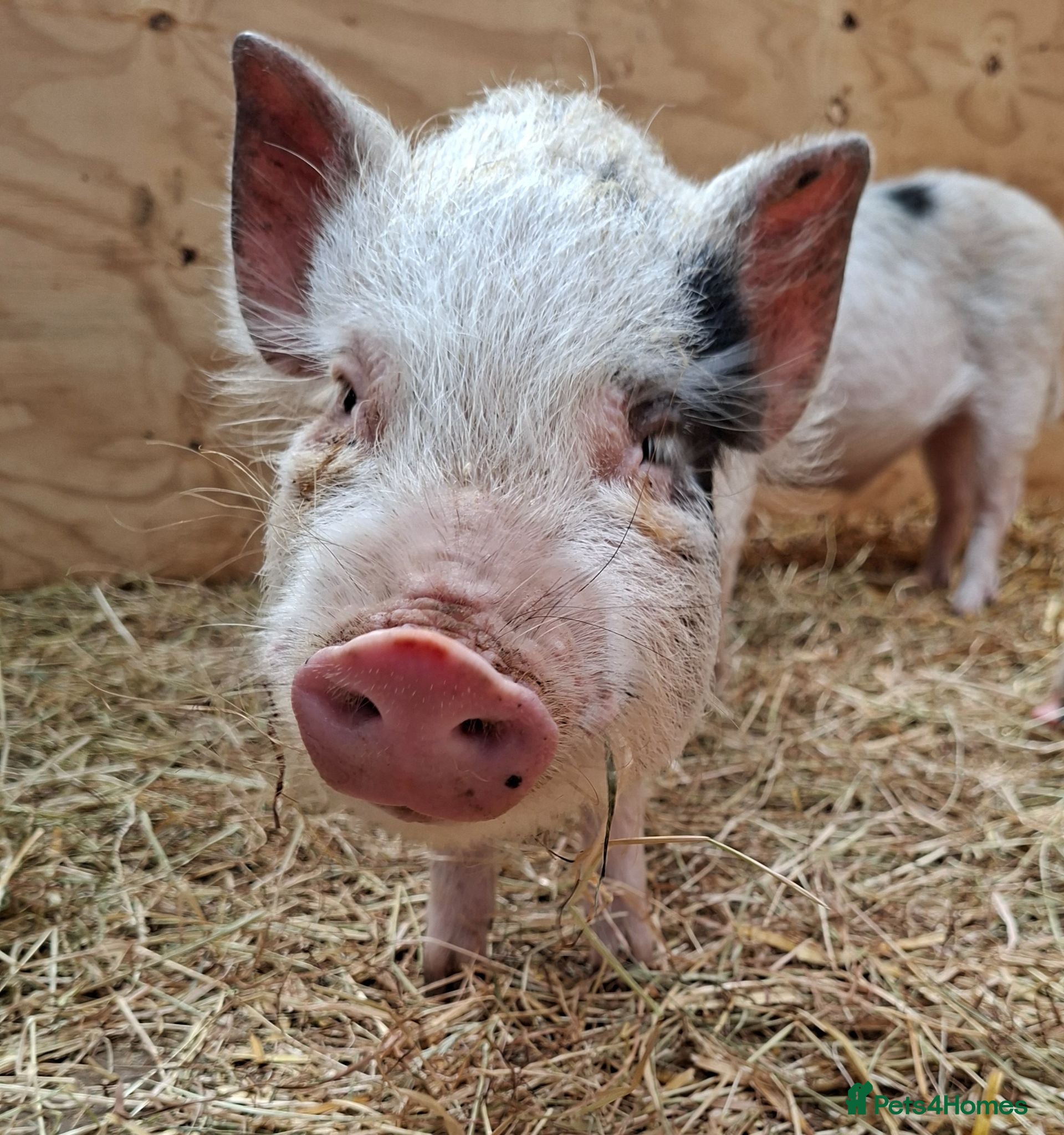 Pig livestock 3 x Castrated Mini / Micro Pigs - Advert 1