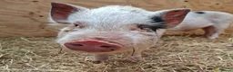 Pig livestock for sale: 3 x Castrated Mini / Micro Pigs - Advert 1