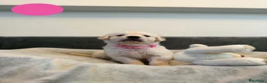 Golden Retriever 2