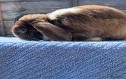 Mini Lop rabbits for sale: Chocolate Split Mini Lop - Image 2