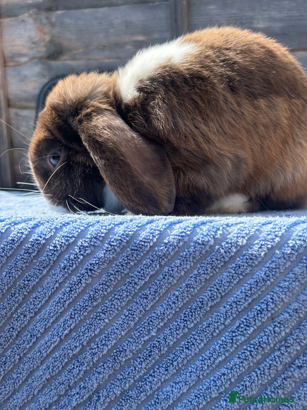 Mini Lop rabbits for sale: Chocolate Split Mini Lop - Image 2