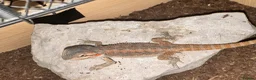 Bearded Dragon reptiles for sale: Baby&adult bearded dragons- possible a full setup  - Advert 9