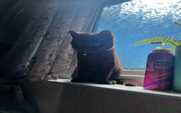 British Shorthair cats for sale: Chocolate British shorthair  - Image 3