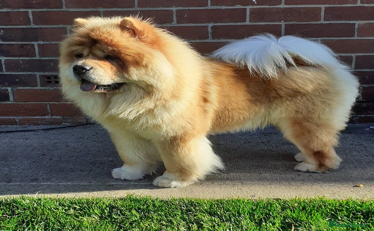 Chow Chow dogs - Advert 4