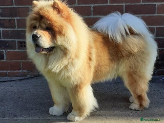 Chow Chow dogs - Advert 6