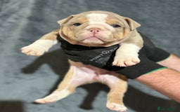 English Bulldog dogs for sale: Mr muscles pup 7 weeks old ready to go 28th  - Image 15