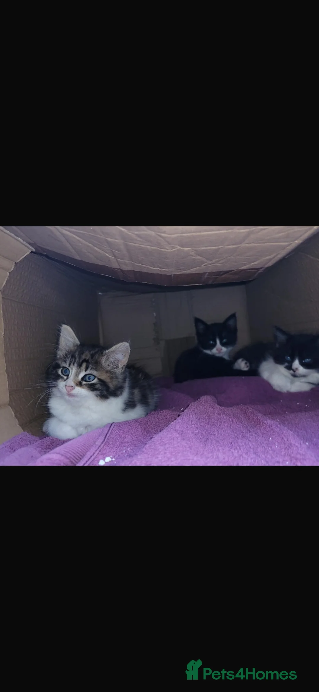 Mixed Breed cats for sale: 3 mixed breeds 2 girls 1 boy  - Advert 3