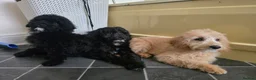 Goldendoodle dogs for sale: Goldendoodle Puppies  in Bolton - Advert 1