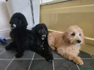 Goldendoodle dogs Goldendoodle Puppies in Bolton - Advert 1