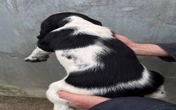 English Springer Spaniel dogs for sale: English springer spaniel pups - Image 6
