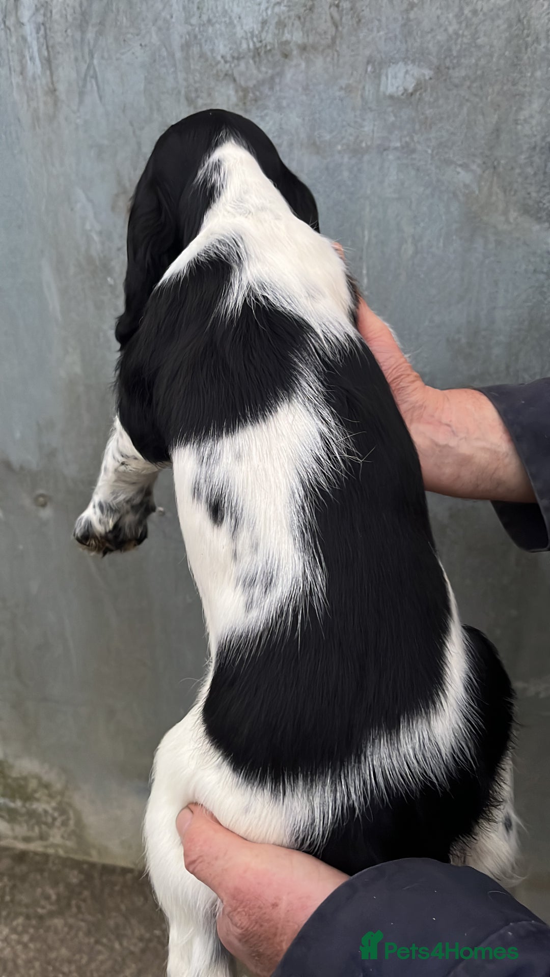 English Springer Spaniel dogs for sale: English springer spaniel pups - Image 6