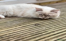 Ragdoll cats for sale: Tortie Lynx Flame Lynx pedigree Ragdolls - Image 18