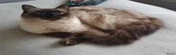 Ragdoll cats for sale: Ragdoll girl - Advert 2