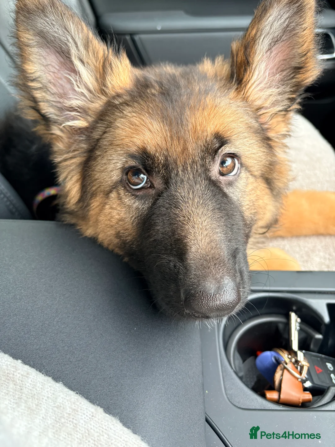 German Shepherd dogs for sale: KC registered GSD bitch  - Advert 4