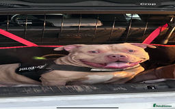 American Bully dogs for sale: For rehome - Image 5