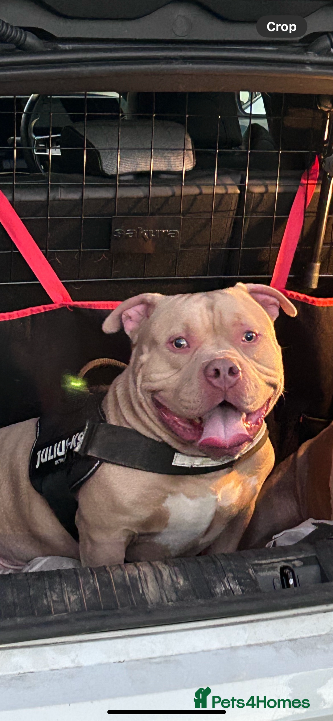 American Bully dogs for sale: For rehome - Image 5