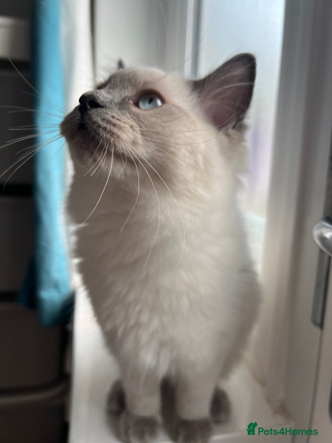 Mixed Breed cats for sale: Ragdoll mix girl needs new home - Advert 26