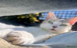 Mixed Breed cats for sale: Two cuties  - Image 7