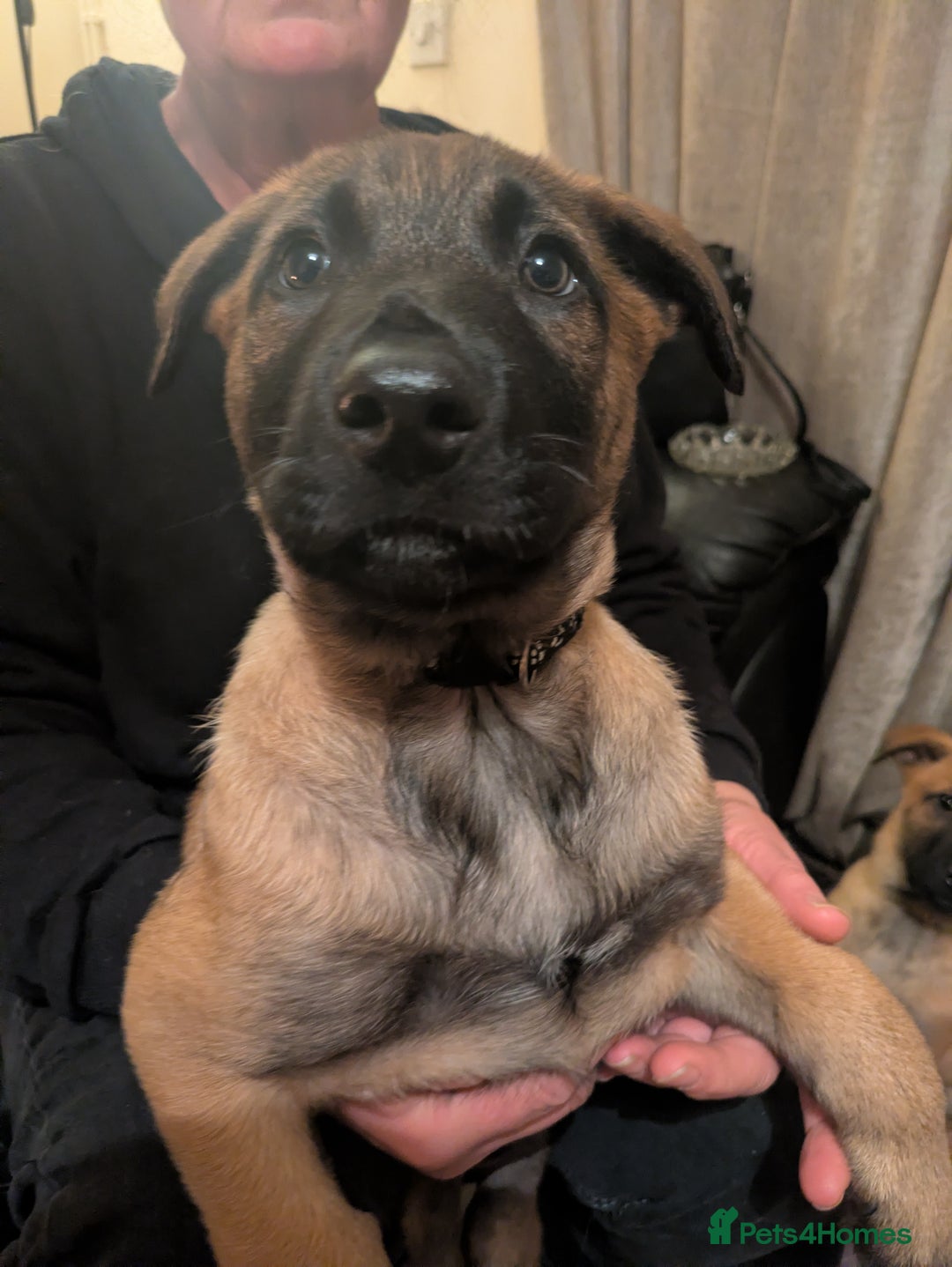 Belgian Shepherd Dog dogs for sale: Belgian Shepherd - Malinois  - Advert 6