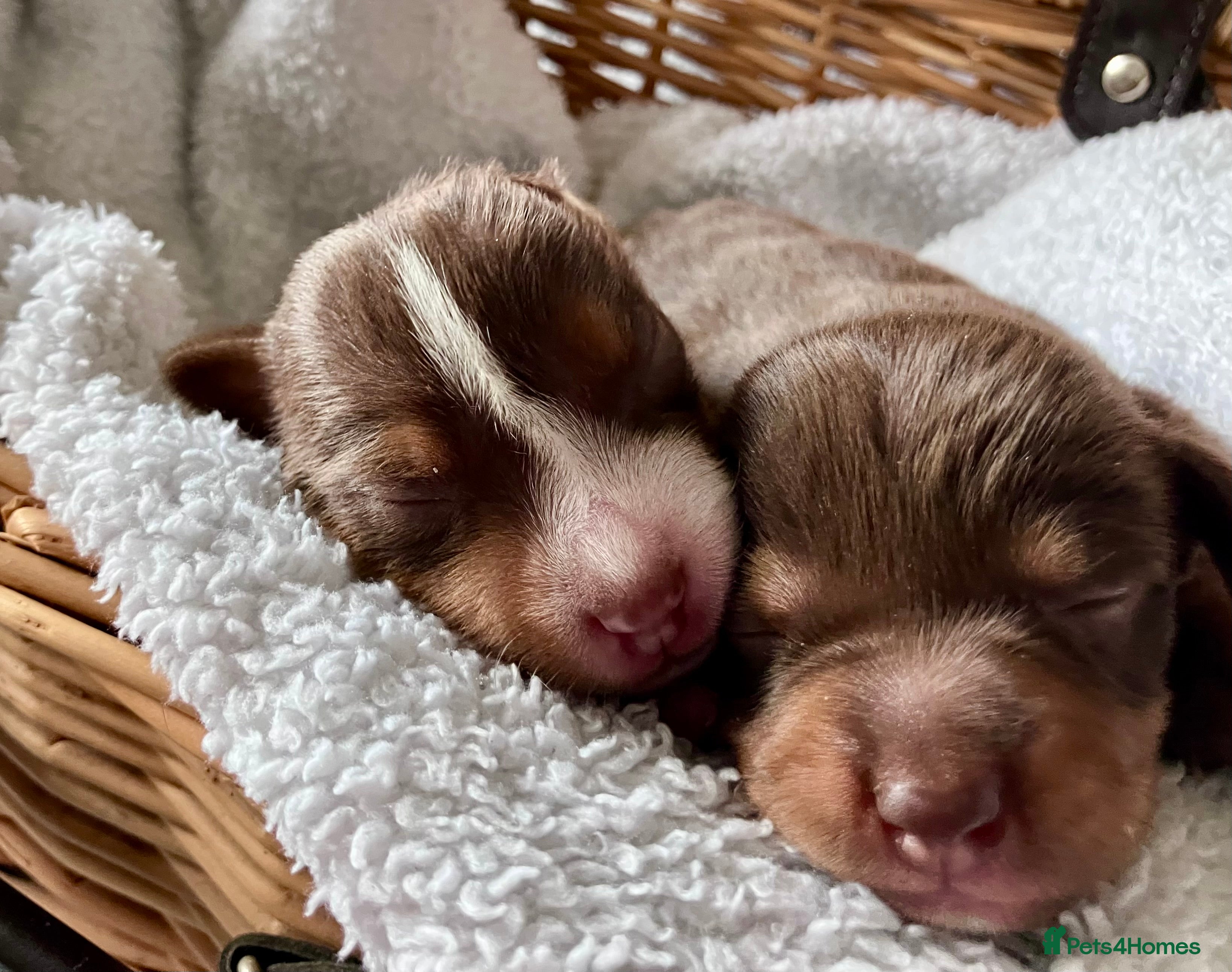 Jack Russell dogs Special Choc/tri boy Jack Russell dilute carriers  - Advert 6