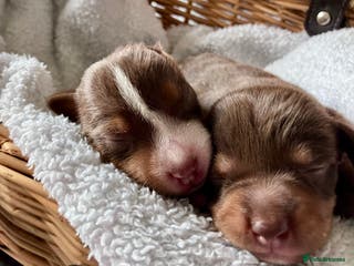 Jack Russell dogs Special Choc/tri boy Jack Russell dilute carriers - Advert 6