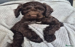 Sproodle dogs for sale: Sproodle puppies *ready on Wednesday* - Image 6