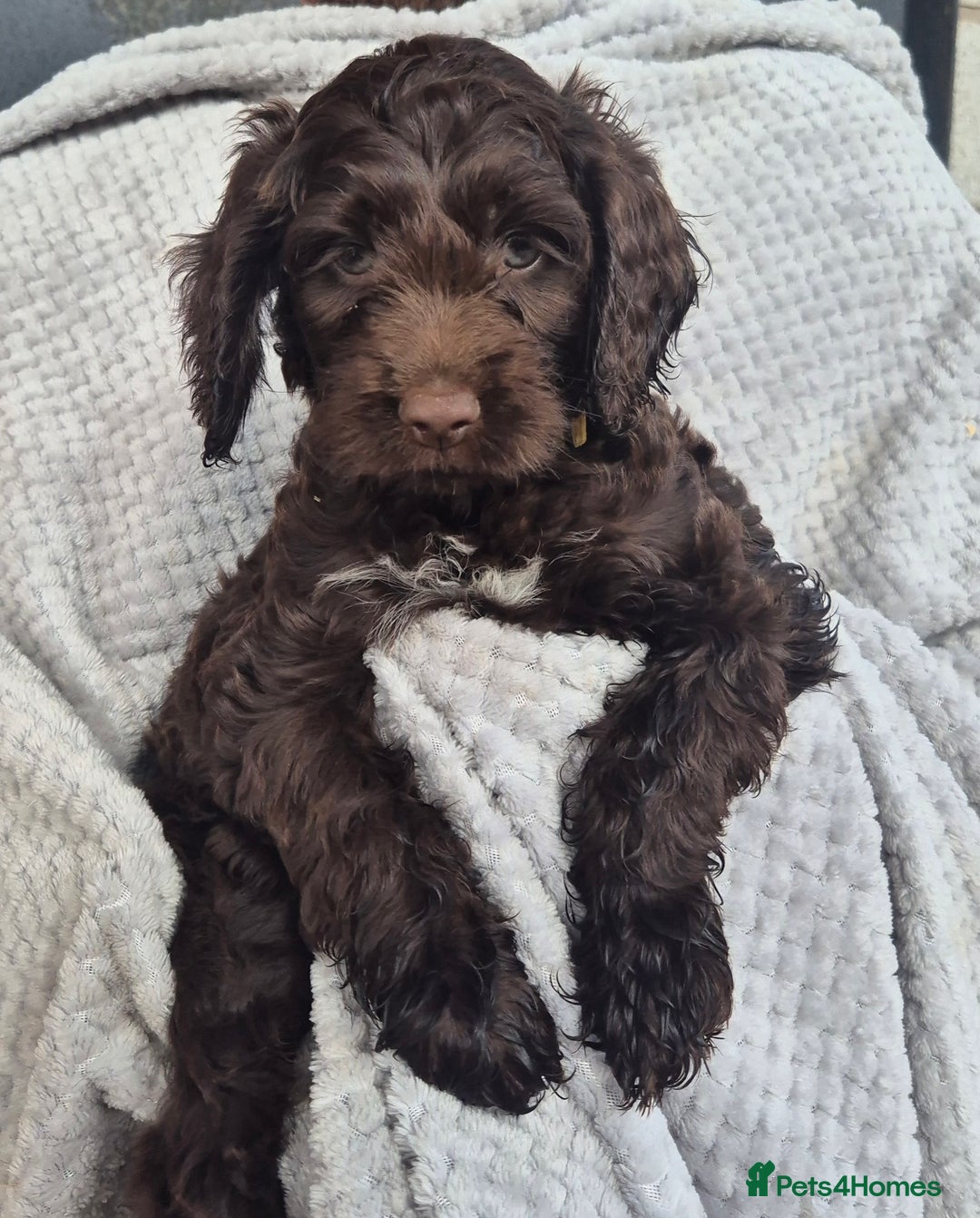 Sproodle dogs for sale: Sproodle puppies *ready on Wednesday* - Image 6