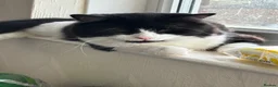 Mixed Breed cats for sale: x2 Adult Cats for Rehoming Male+Female (Together) - Advert 5