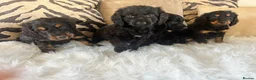 Cockapoo dogs for sale: F1 cockapoo puppies  - Advert 24