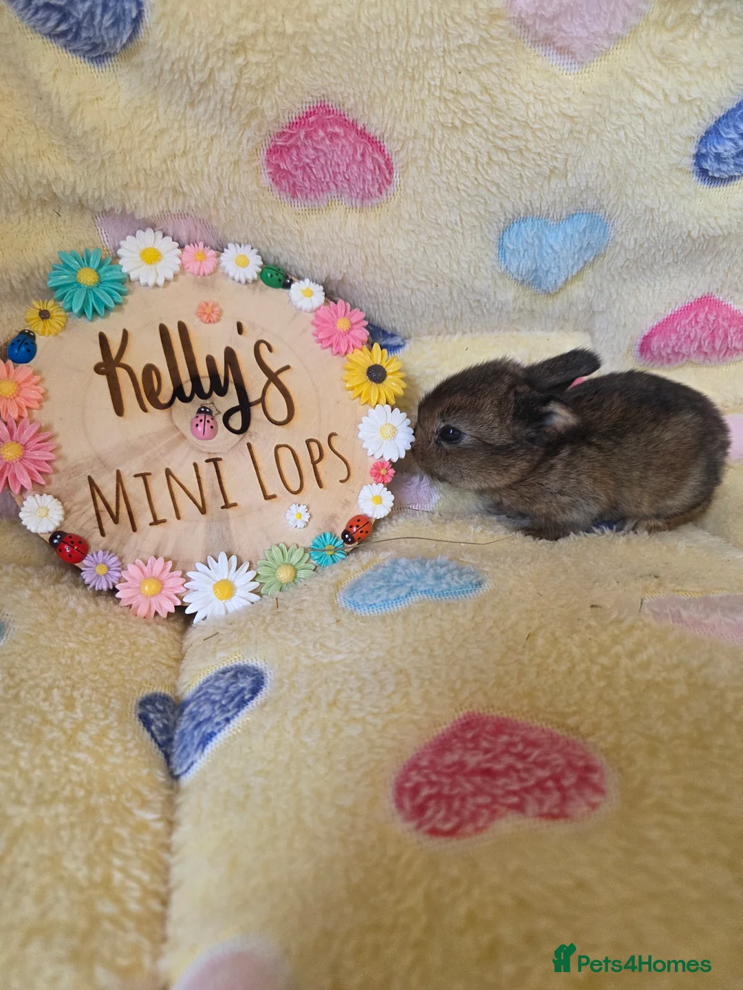 Mini Lop rabbits for sale: Purebred Mini Lop Bunnies - Advert 2