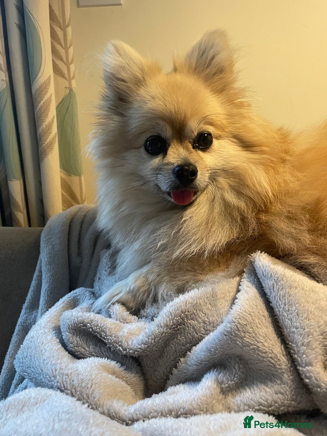 Gallery Image {{count}}