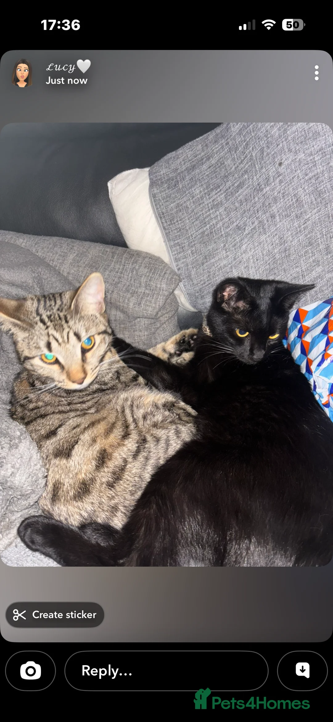 Mixed Breed cats for sale: mixed breed kittens for sale  - Advert 10