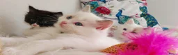 Ragdoll cats for sale: ALL RESERVED 😻😻BEAUTIFUL CROSS RAGDOLL/PERSIAN - Advert 7
