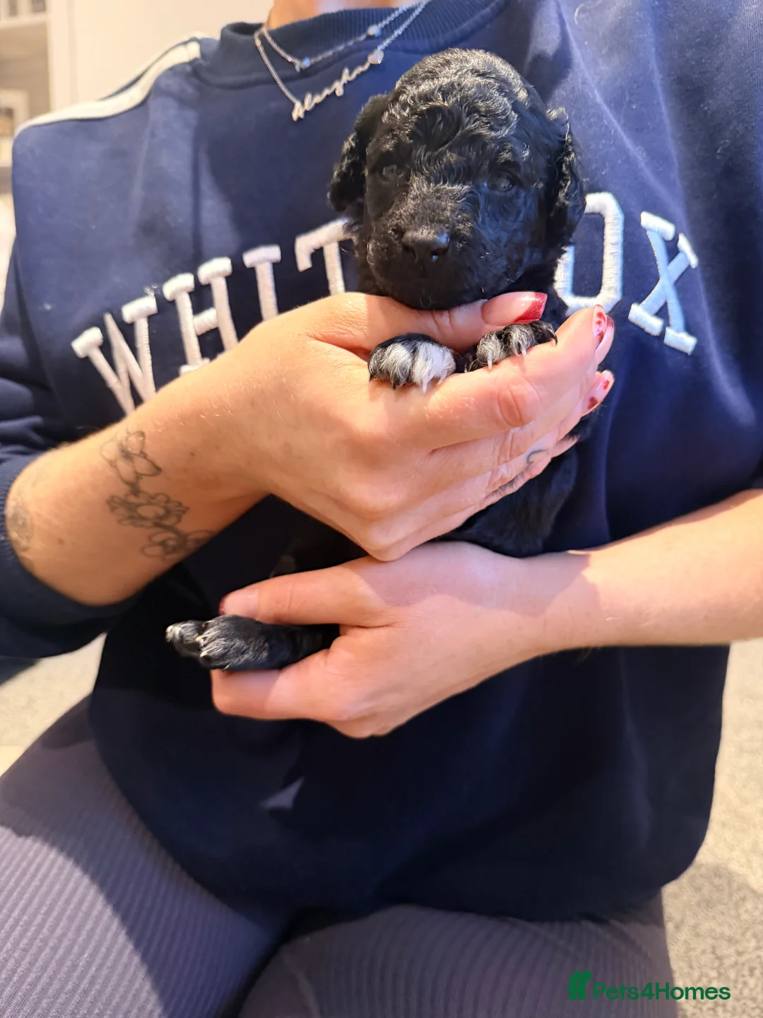 Mixed Breed dogs for sale: Loodlepoo Puppies  - Advert 13