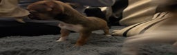 Mixed Breed dogs for sale: Jackawawa pups  - Advert 8