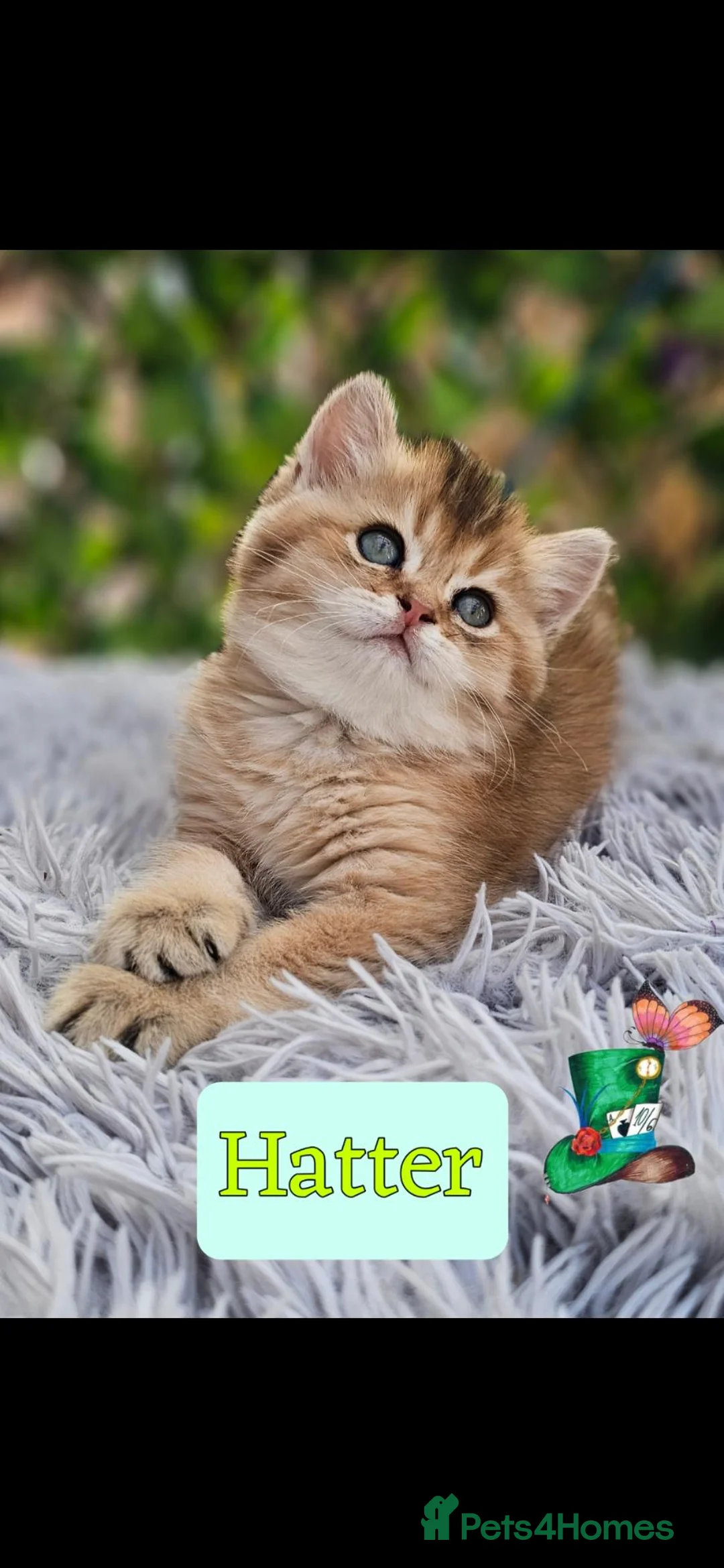 British Shorthair cats for sale: 🔯 Stunning Black Golden ♂️🐈🔯 - Advert 1