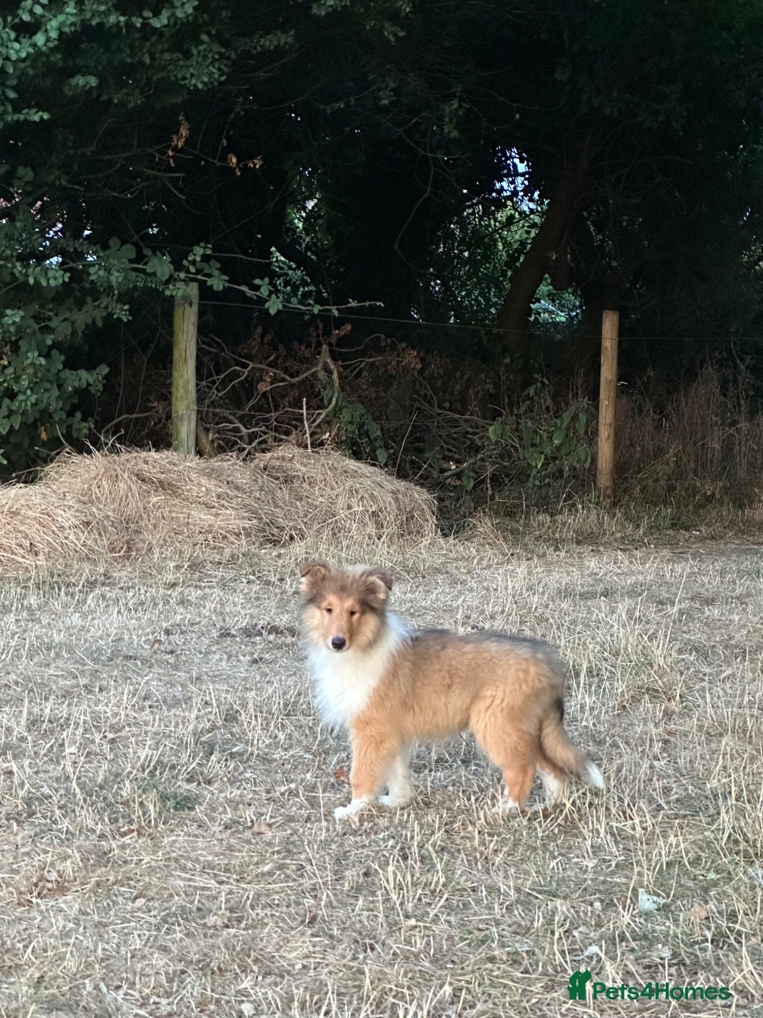 Rough Collie dogs Sable and White RKC Rough Collie - Advert 1