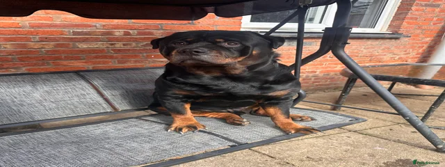 Koda