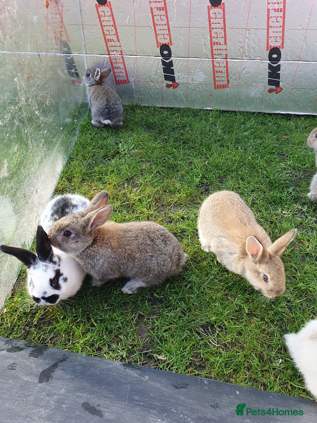 Mixed Breed rabbits for sale: Rabbits for sale  - Advert 6